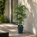 1800mm Natural Bamboo Artificial Plant For Indoor And Outdoor Use
